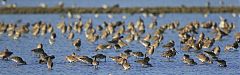 Black-tailed Godwit